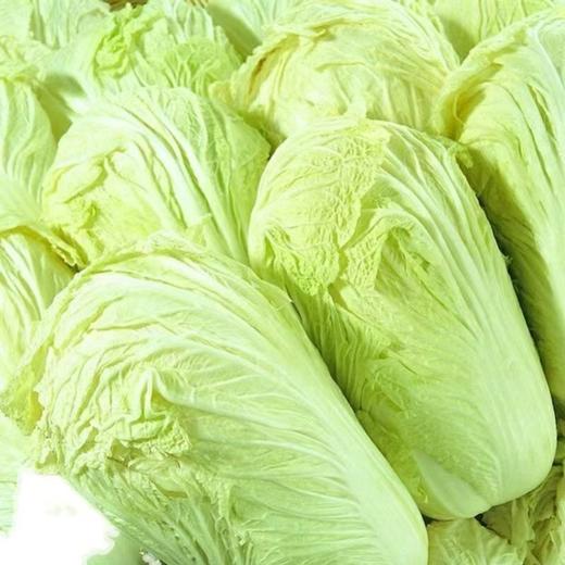 【SF】大白菜  农家新鲜蔬菜 自种大白菜 商品图2
