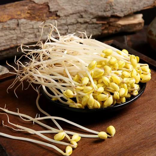 【SF】新鲜蔬菜长黄豆芽 农家清水泡发菜芽 商品图1