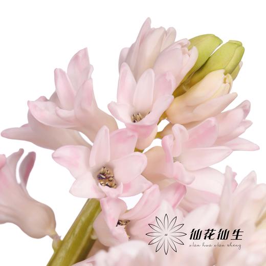 荷兰花材 | 风信子浅粉色 China Pink 商品图2