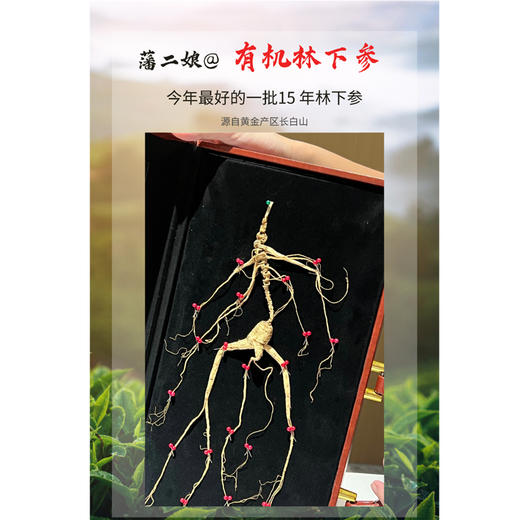 长白山有机林下15年野山参  10克以上/支 商品图0