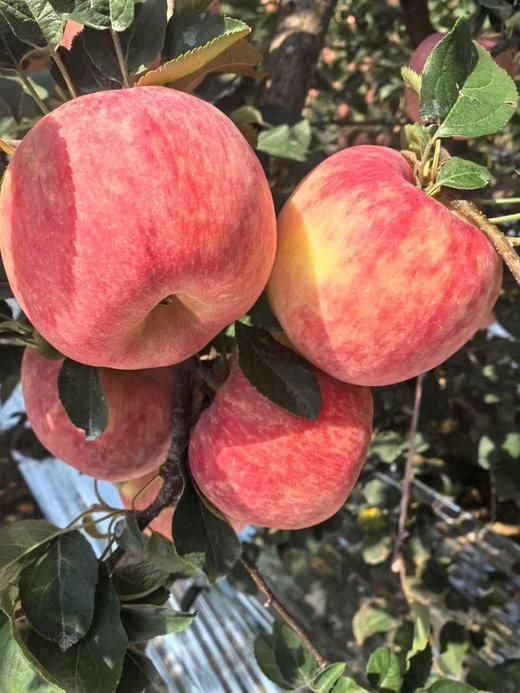 瑞雪苹果，秦脆苹果 快乐和香味加倍，顺丰包邮到家 商品图6