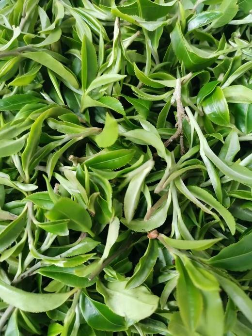 【鸡嘴壳】2025年倚邦古树春茶独特而珍稀的普洱茶佳品云南深山中的“细叶皇后”500克/箱 商品图3