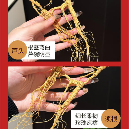 长白山有机林下15年野山参  10克以上/支 商品图4