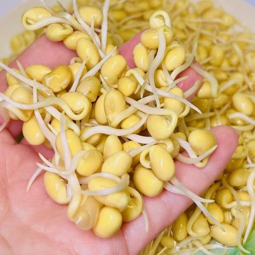 【SF】新鲜黄豆嘴 新鲜非转基因农家优质豆嘴 商品图2