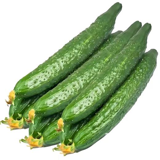 【SF】新鲜黄瓜 农家自种 新鲜蔬菜 商品图2