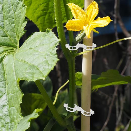 塑料园艺植物固定夹 番茄藤固定夹 攀援植物支撑夹 白色 一袋约100个 商品图6