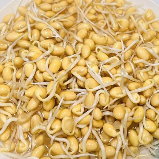 【SF】新鲜黄豆嘴 新鲜非转基因农家优质豆嘴 商品图1