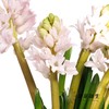 荷兰花材 | 风信子浅粉色 China Pink 商品缩略图1