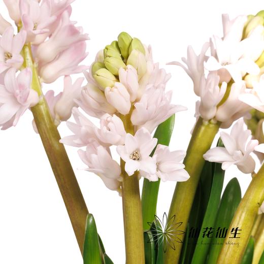 荷兰花材 | 风信子浅粉色 China Pink 商品图1