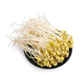 【SF】新鲜蔬菜长黄豆芽 农家清水泡发菜芽