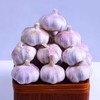 【SF】新鲜干大蒜  山东特产 产地直发 商品缩略图2