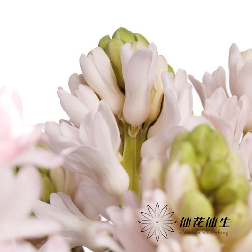 荷兰花材 | 风信子浅粉色 China Pink 商品图3