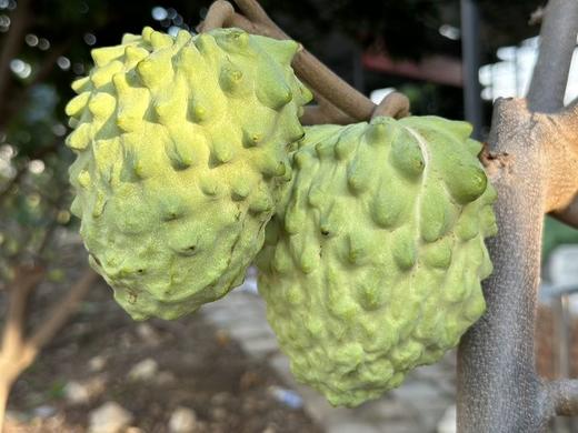 释迦果 商品图0