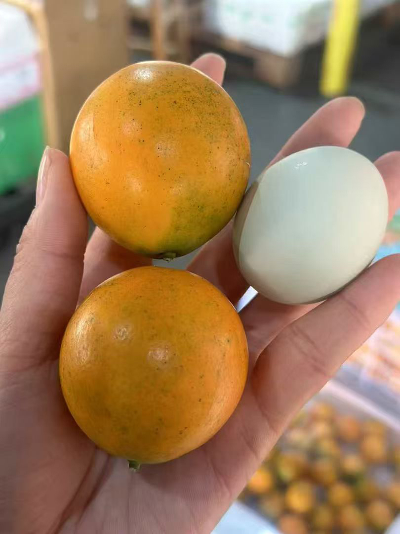 融安脆蜜金柑