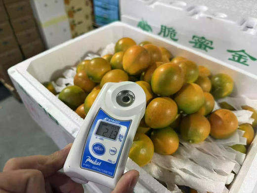 融安脆蜜金柑 商品图2