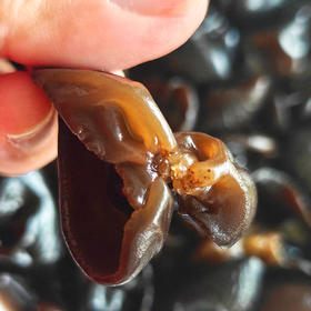 尝鲜福利『露天特级冬木耳』当季新产，厚实弹润，鲜香脆嫩，1斤干品可泡发约12斤木耳！