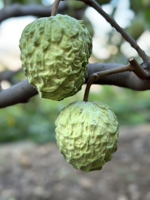 释迦果 商品图1