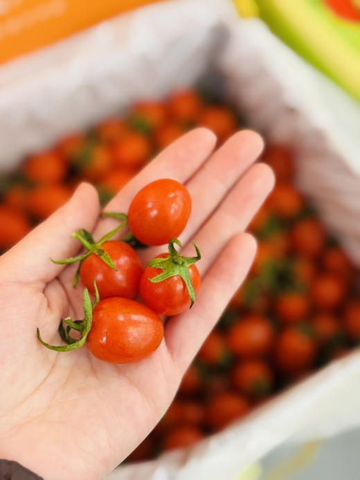 釜山小番茄礼盒装 毛重3斤左右 商品图1