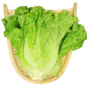 【SF】新鲜生菜 当季现摘生菜
