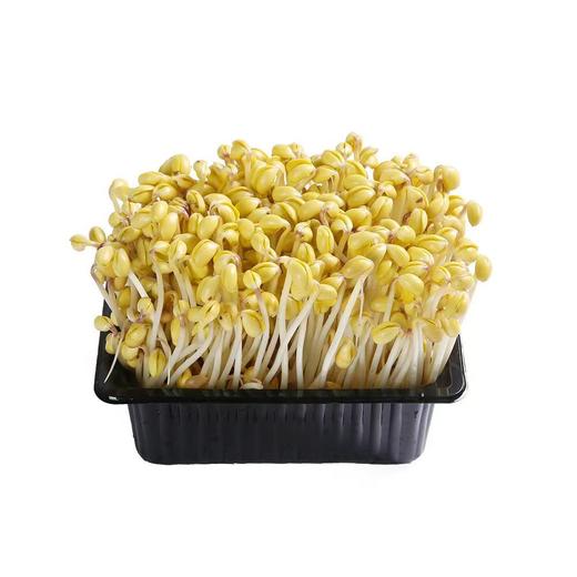 【SF】新鲜蔬菜长黄豆芽 农家清水泡发菜芽 商品图2