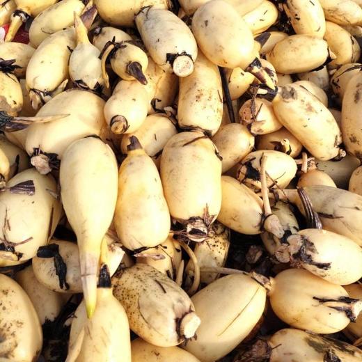 莲菜特价 商品图0