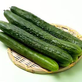 【SF】新鲜黄瓜 农家自种 新鲜蔬菜