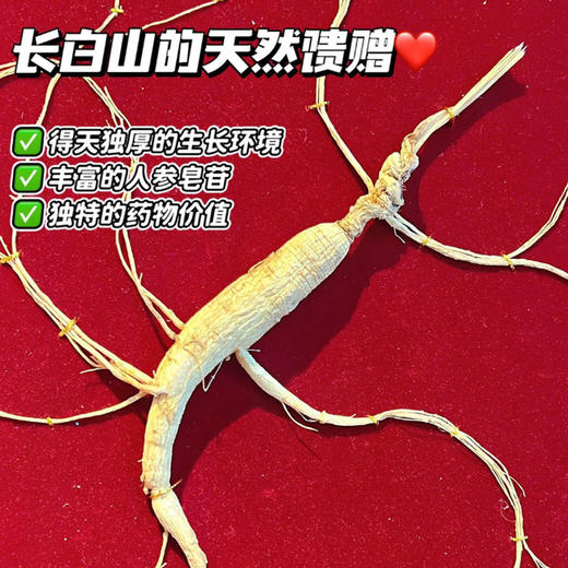 长白山有机林下10年野山参  10克以上/支 商品图1