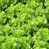 【SF】新鲜生菜 当季现摘生菜 商品缩略图2