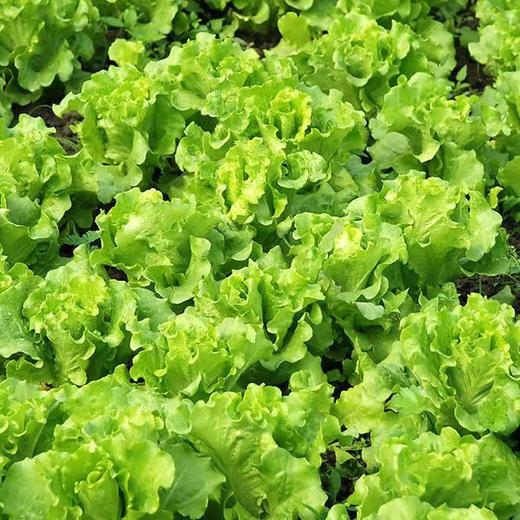 【SF】新鲜生菜 当季现摘生菜 商品图2