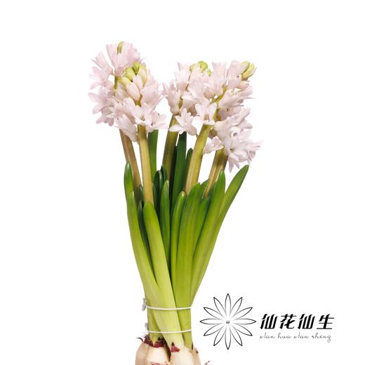 荷兰花材 | 风信子浅粉色 China Pink 商品图4