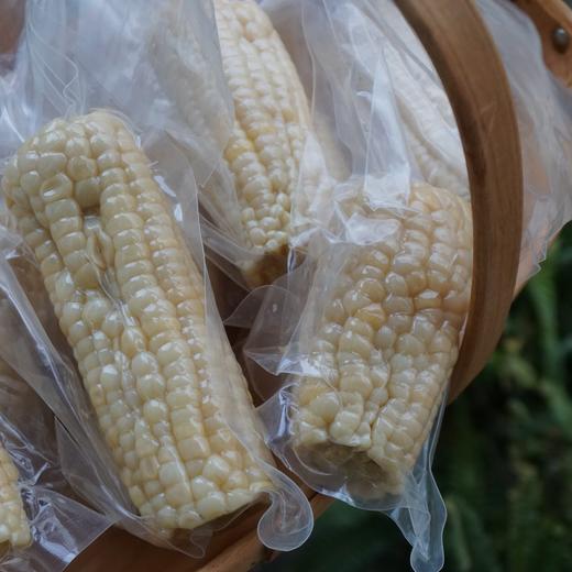 010甜糯玉米 生态生长玉米长短不一 大小不一 我们截取了最饱满的玉米段 西双版纳高山种植  甜糯易咀嚼 老人小孩放心吃 商品图7