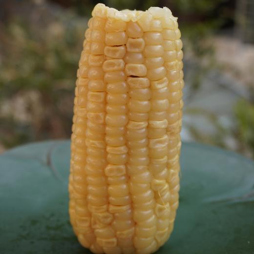 010甜糯玉米 生态生长玉米长短不一 大小不一 我们截取了最饱满的玉米段 西双版纳高山种植  甜糯易咀嚼 老人小孩放心吃 商品图1