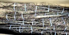 日本花材 | 海棠 Maiko