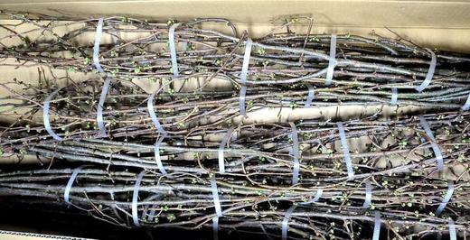 日本花材 | 海棠 Maiko 商品图0