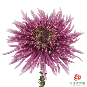 VDB烟花菊-巴尔塔萨