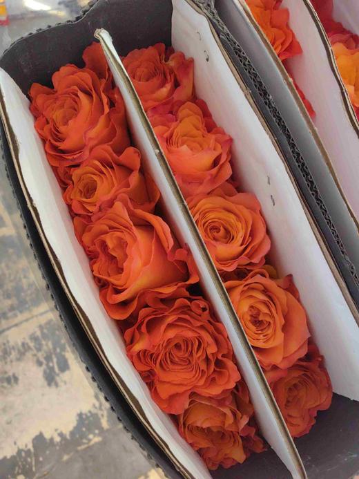 国产单头火灵鸟玫瑰花10支 商品图6