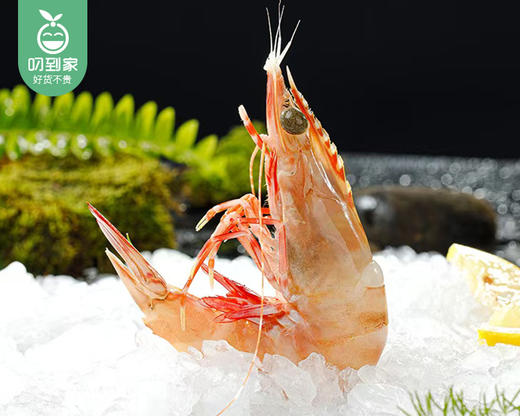 本港红爪斑节虾（冰鲜）/1份（约200g） 商品图4