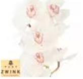 荷兰花材 | 大花蕙兰卡利普索 Calypso【瑕疵 折痕 不售后，介意者慎拍】 商品图0