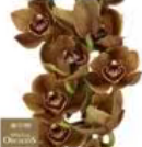 荷兰花材 | 大花蕙兰棕色小熊时光 Bear Time【瑕疵 折痕 不售后，介意者慎拍】