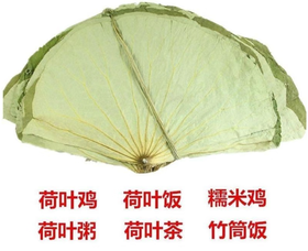 【SLSY】热销干荷叶中药材  鲜摘晾晒 干度适中