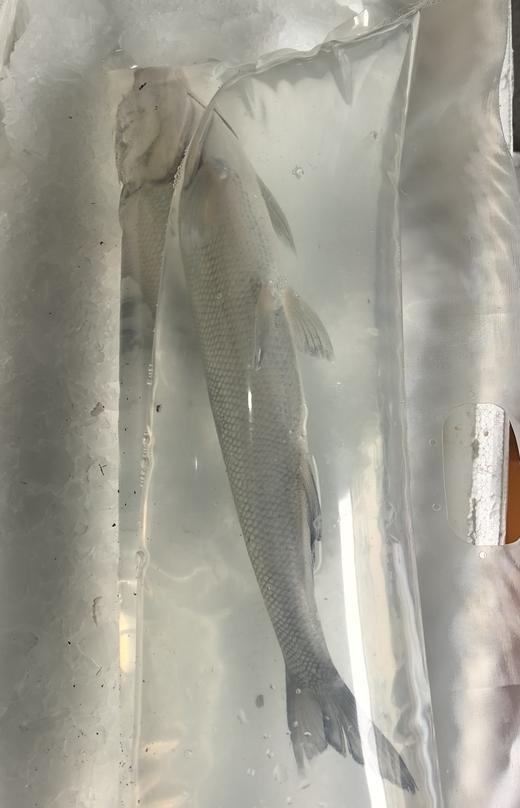 太湖翘嘴白水鱼32.8元1条约1.3斤左右，鲜活，明天到店 商品图5