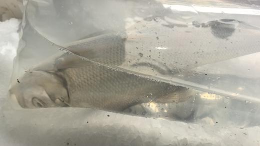 太湖翘嘴白水鱼32.8元1条约1.3斤左右，鲜活，明天到店 商品图4