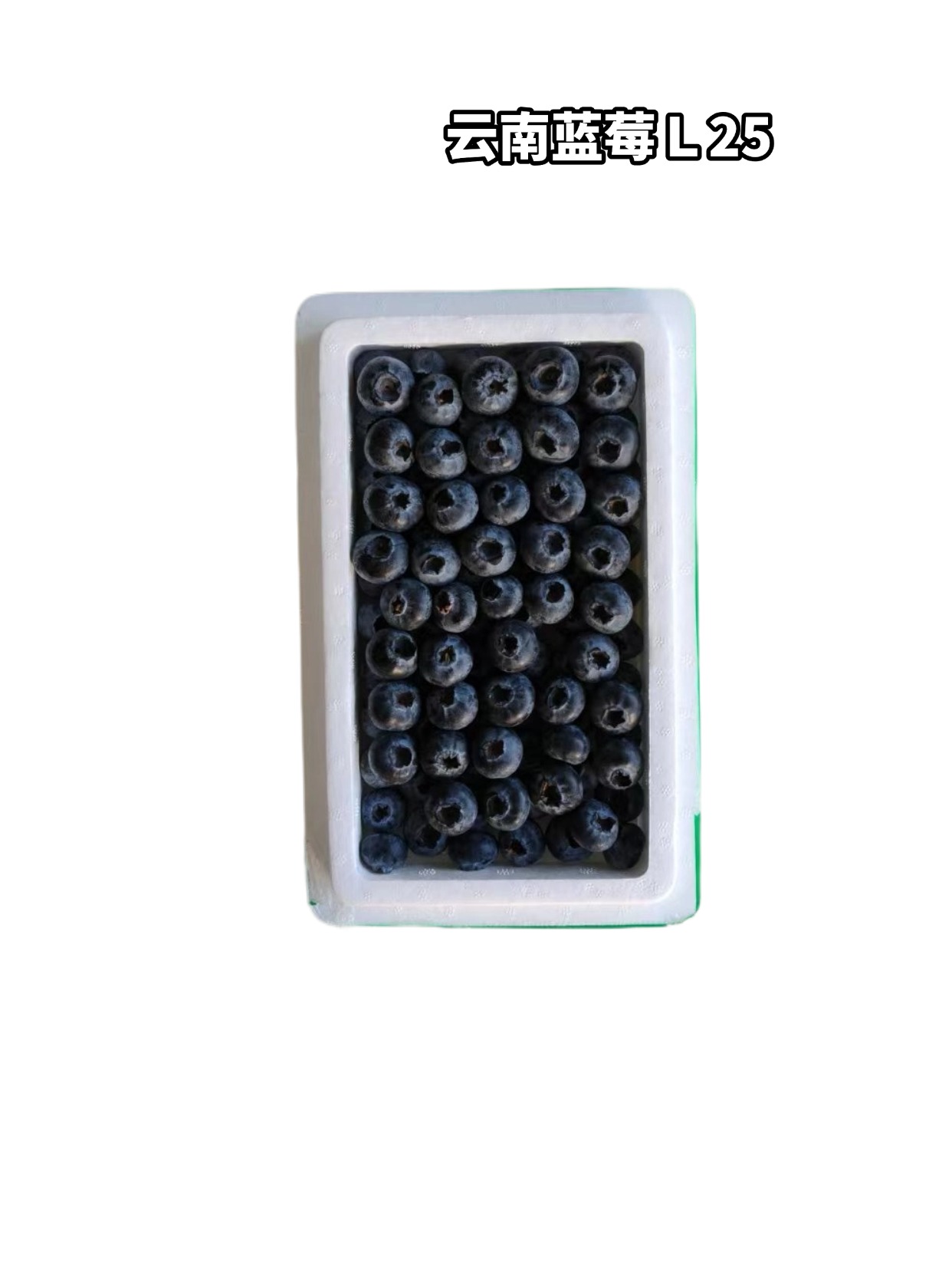 丹东蓝莓L25-22+   毛重7两