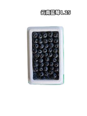 丹东蓝莓L25-22+   毛重7两