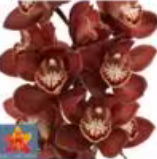 荷兰花材 | 大花蕙兰棕色檀木 ebony【瑕疵 折痕 不售后，介意者慎拍】