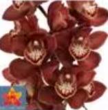 荷兰花材 | 大花蕙兰棕色檀木 ebony【瑕疵 折痕 不售后，介意者慎拍】 商品图0