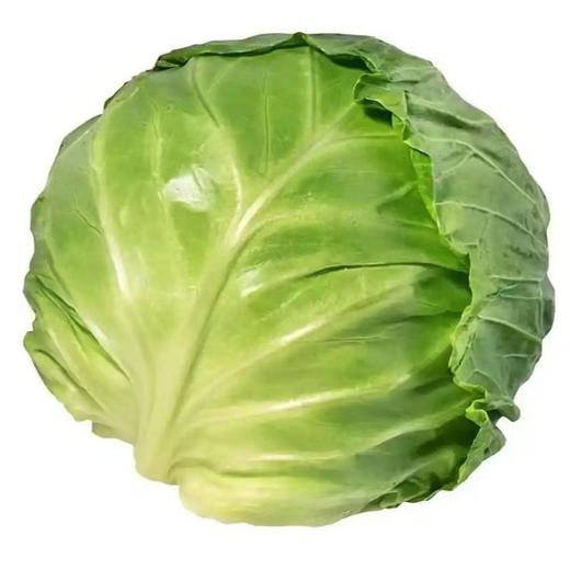 【SF】甘蓝 新下本地绿甘蓝 新鲜脆嫩 商品图2