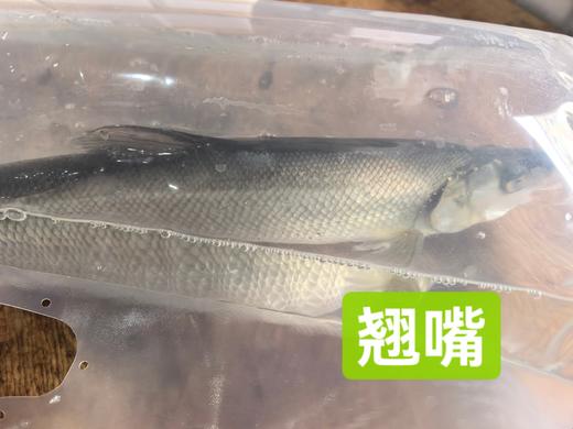 太湖翘嘴白水鱼32.8元1条约1.3斤左右，鲜活，明天到店 商品图2