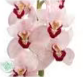 荷兰花材 | 大花蕙兰粉色嘴唇 Pink Duckface【瑕疵 折痕 不售后，介意者慎拍】