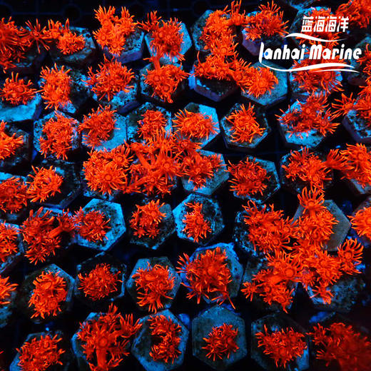 人工红单包 商品图8